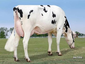 Aardema Lionel 40402